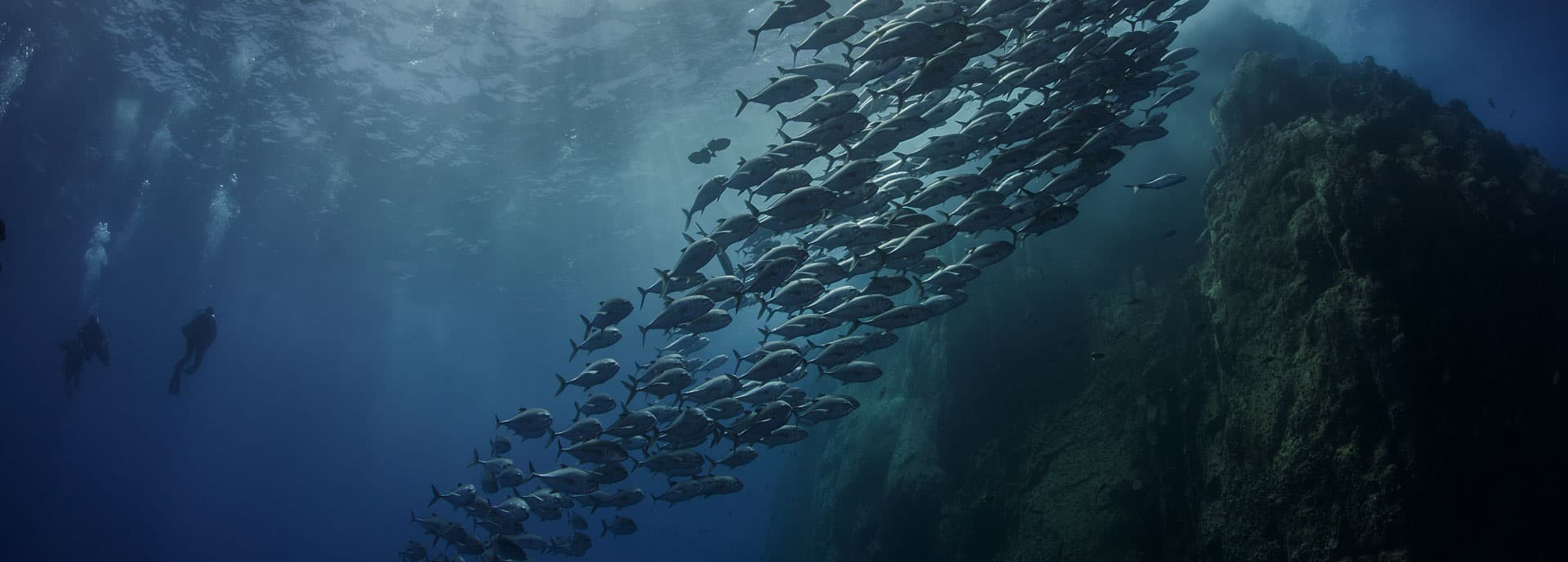 Fischschwarm im Ozean